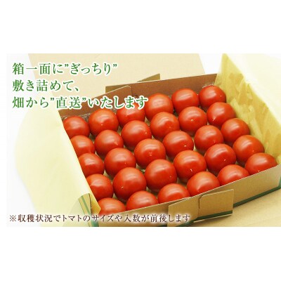 【6ヶ月連続】よしよし畑のあま～い トマト (中玉トマト) 計約3kg [No5698-1627]