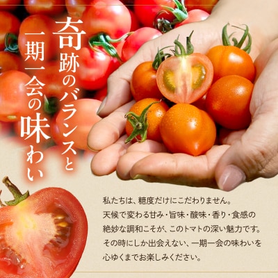 【最旬お届け!!】よしよし畑のあま～い 中玉トマト 800g ～ 1kg[No5698-1628]