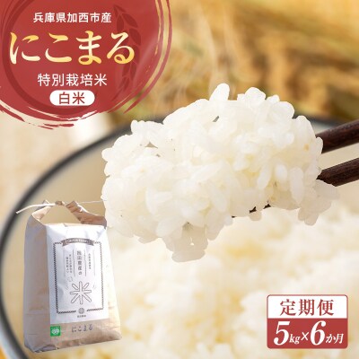 定期便 令和6年産 白米 5kg×6回 特別栽培米 にこまる( 山田錦 )[No5698-1662]