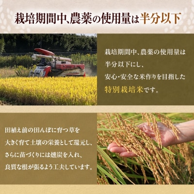定期便 令和8年産 白米 5kg×6回 特別栽培米 にこまる( 山田錦 )[No5698-1662]