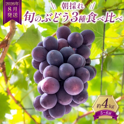 8月限定|採れたて旬のぶどう 食べ比べ 約4kg(5～6房)セット [No5698-2352]