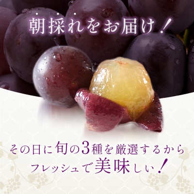 ぶどう 【8月限定】 旬のぶどう 食べ比べ 約4kg 3種セット[No5698-2352]