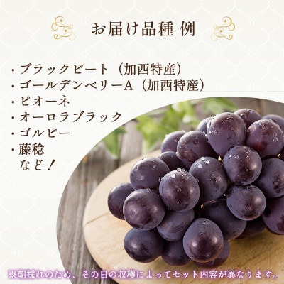 8月限定|採れたて旬のぶどう 食べ比べ 約4kg(5～6房)セット [No5698-2352]