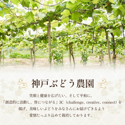8月限定|採れたて旬のぶどう 食べ比べ 約4kg(5～6房)セット [No5698-2352]