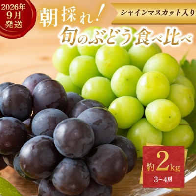 9月限定|採れたて旬のぶどう 食べ比べ 約2kg(3～4房) [No5698-2353]