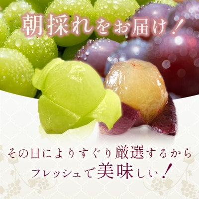 9月限定|採れたて旬のぶどう 食べ比べ 約2kg(3～4房) [No5698-2353]