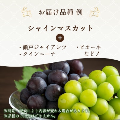 9月限定|採れたて旬のぶどう 食べ比べ 約2kg(3～4房) [No5698-2353]