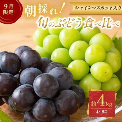 ぶどう【9月限定】採れたて!旬のぶどうの食べ比べ 約4kg[No5698-2354]
