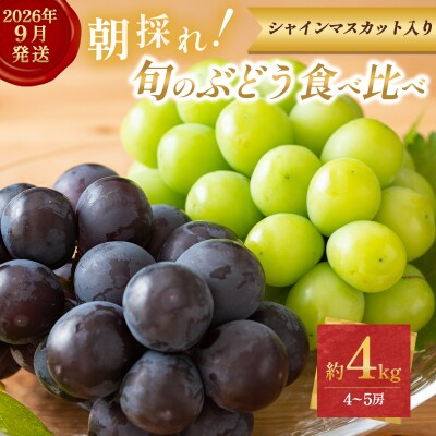 9月限定|採れたて旬のぶどう 食べ比べ 約4kg(4～5房) [No5698-2354]