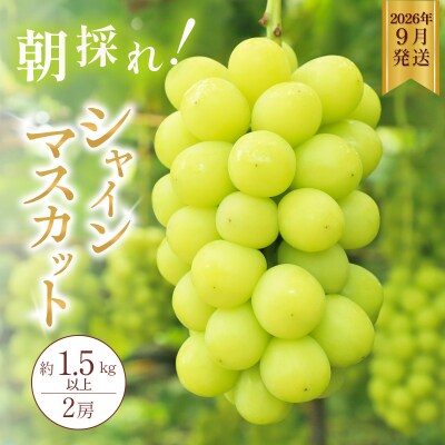 シャインマスカット 約1.5kg以上(2房)朝採れ ぶどう セット [No5698-2356]