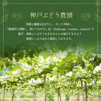 シャインマスカット 約1.5kg以上(2房)朝採れ ぶどう セット [No5698-2356]