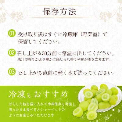 シャインマスカット 約1.5kg以上(2房)朝採れ ぶどう セット [No5698-2356]