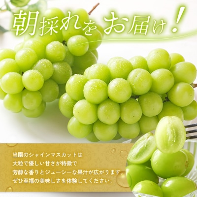 シャインマスカット 約2kg以上(3房)朝採れ ぶどう セット [No5698-2357]