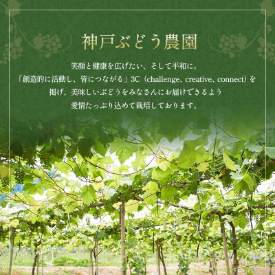 シャインマスカット 約2kg以上(3房)朝採れ ぶどう セット [No5698-2357]