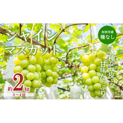 【令和8年産】シャインマスカット 3～4房 セット 約2kg [No5698-1632]