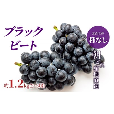 【令和8年産】ブラックビート 2～3房 セット [No5698-1633]