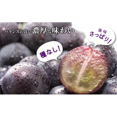 【令和8年産】ブラックビート 2～3房 セット [No5698-1633]