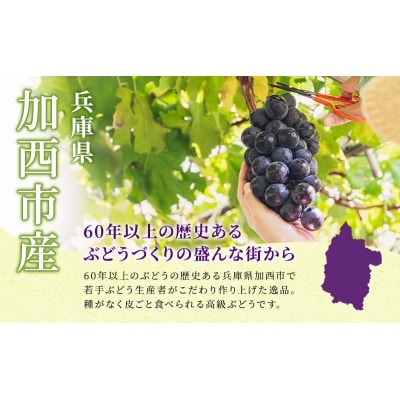 【令和8年産】ブラックビート 2～3房 セット [No5698-1633]