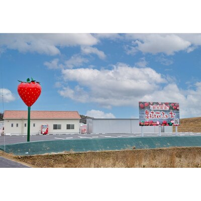 いちご狩り40分食べ放題 中学生以上1名[No5698-2643]