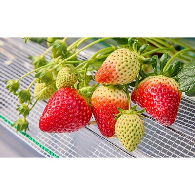 いちご狩り40分食べ放題 65歳以上1名[No5698-2645]