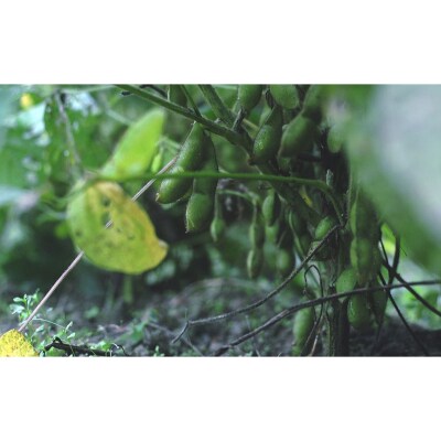 【2026年10月発送】黒枝豆 ひかり姫 1kg 200g×5袋[No5698-2651]