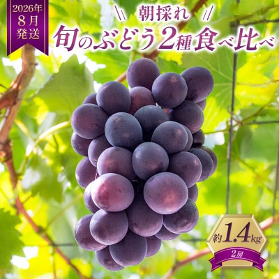 8月発送|朝採れ旬のぶどう 2種 食べ比べセット 約1.4kg(2房)[No5698-2473]