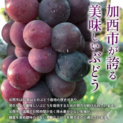 8月発送|朝採れ旬のぶどう 2種 食べ比べセット 約1.4kg(2房)[No5698-2473]