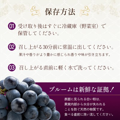 8月発送|朝採れ旬のぶどう 2種 食べ比べセット 約1.4kg(2房)[No5698-2473]