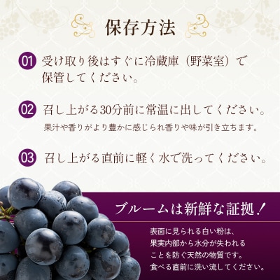 8月発送|朝採れ旬のぶどう 2種 食べ比べセット 約1.4kg(2房)[No5698-2473]