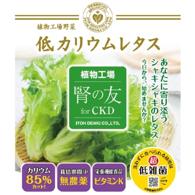 レタス 低カリウムレタス 4個入り カリウム85%カット 洗わず食べられる[No5698-2796]