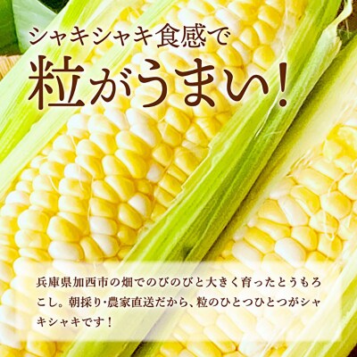 加西市のテロワール 日本酒 とうもろこし ペアリング セット[No5698-2813]