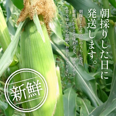 加西市のテロワール 日本酒 とうもろこし ペアリング セット[No5698-2813]