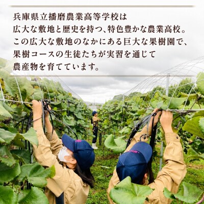 狛犬ジェラート 播磨農業高等学校産 ぶどう ベリーA 12個セット[No5698-2823]