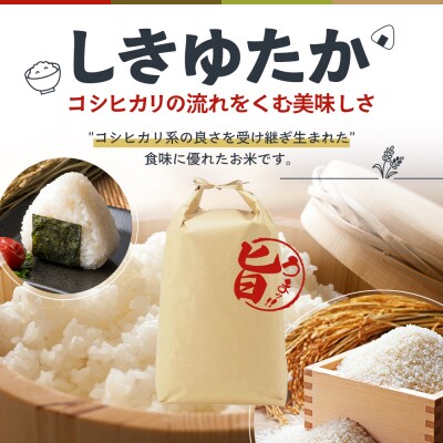 米 令和8年産 先行受付 しきゆたか 白米 5kg お米 精米[No5698-2799]