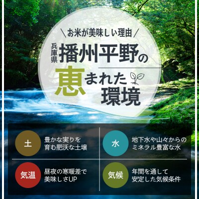 米 令和8年産 先行受付 しきゆたか 白米 5kg お米 精米[No5698-2799]