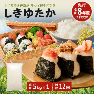 定期便 米 令和8年産先行受付 しきゆたか 白米5kg 12か月連続お届け[No5698-2807]