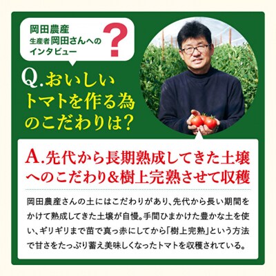 トマト 6kg トマトの一番星 野菜 とまと 完熟 高糖度 甘い 受賞 [No5698-2882]