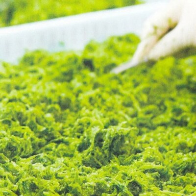 干潟の恵み!北中城の海の幸　琉球アーサスープ!毎日美味しく1年分【365個】