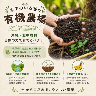 【2026年5月下旬より順次発送・JAS認証】有機栽培アップルバナナ3kg(22～28本)