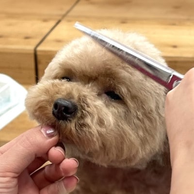 【Pet Club OCEAN】トリミングチケット(15.000円分)