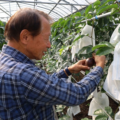 井上さんのパッションフルーツ　約1kg(8～11個)
