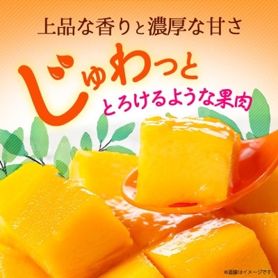 【2026年6月から順次発送・訳あり】JAおきなわ厳選 アップルマンゴー1.5kg(3～6玉)