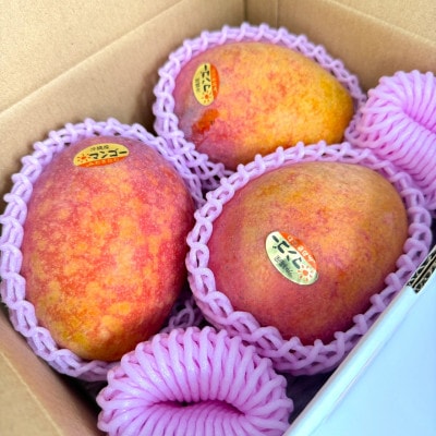 【2026年6月から順次発送・訳あり】JAおきなわ厳選 アップルマンゴー3.0kg(6～12玉)