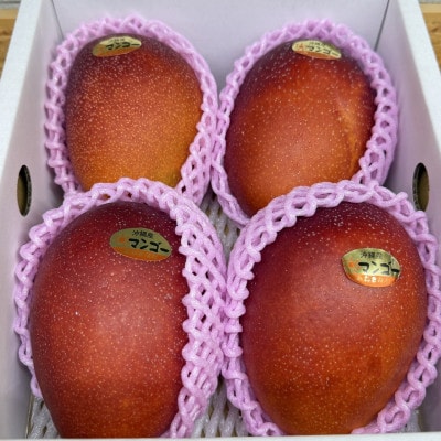 【2026年6月から順次発送・化粧箱】JAおきなわ厳選 秀品アップルマンゴー2kg(4～5玉)