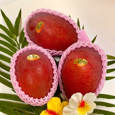 【2026年6月から順次発送・化粧箱】JAおきなわ厳選 秀品アップルマンゴー2kg(4～5玉)