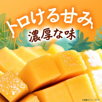 【2026年8月から順次発送・贈答用】JAおきなわ厳選 幻のキーツマンゴー2kg(2～3玉)