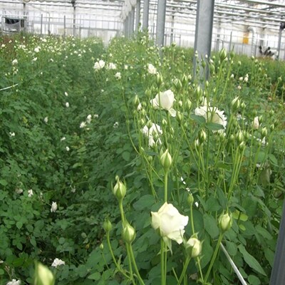 【産地直送】薔薇の花束(赤)25本