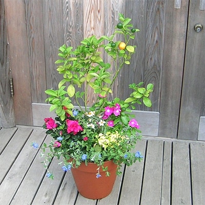 金柑の苗木と季節のお花寄せ植え