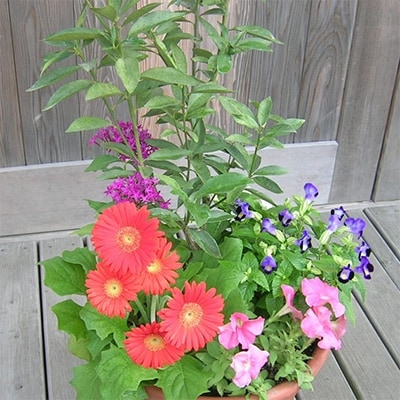 金柑の苗木と季節のお花寄せ植え