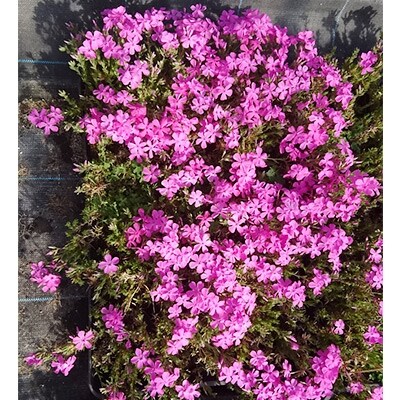 芝桜　ダニエルクッションピンク　　45ポット